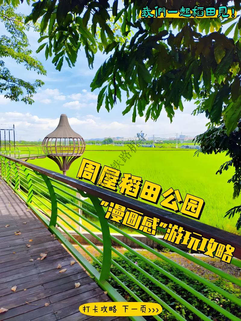 东莞周屋稻田